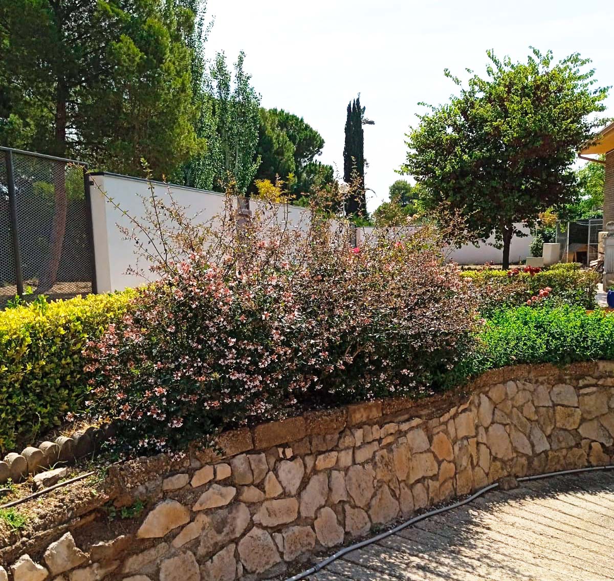 Abelia planta resistente