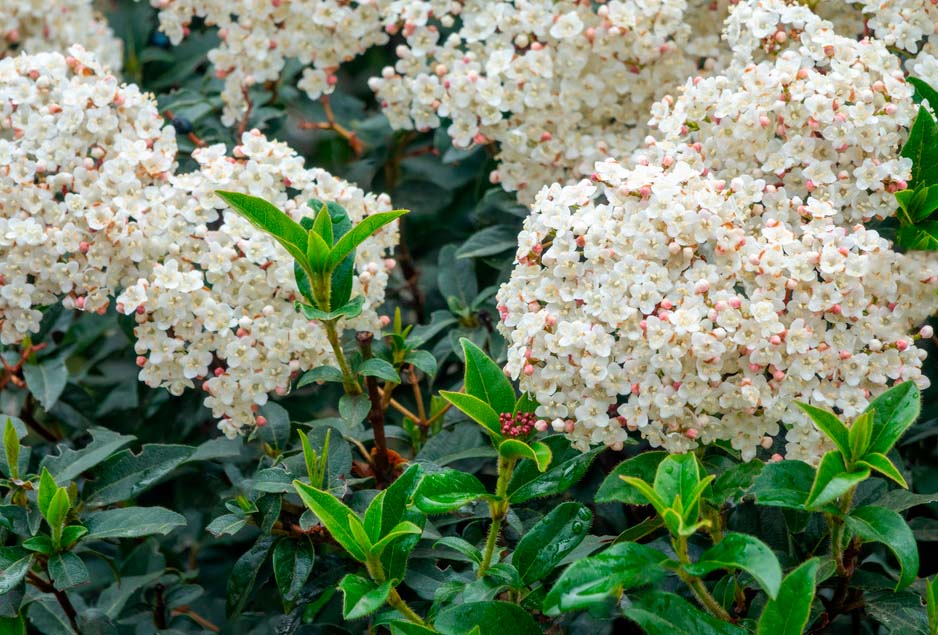 Viburnum tinus resistente a sequías