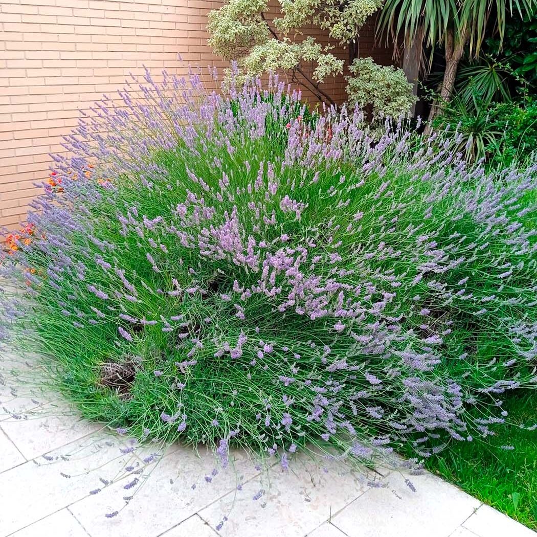 Lavandula angustifolia resistente sequia