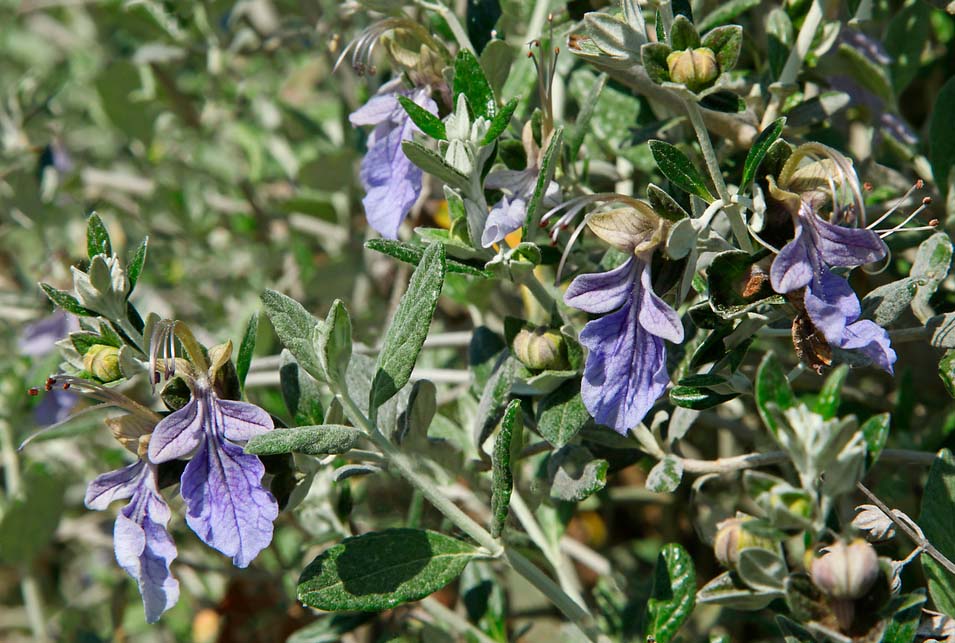  planta resistente Teucrium fruticans